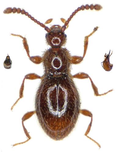 Euconnus navaricus